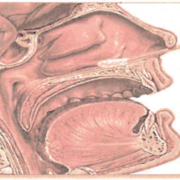 A sterile swab is passed gently through the nostril and into the nasopharynx